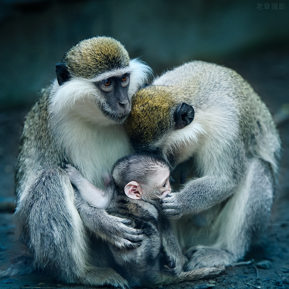 Забота родителей о потомстве. Детеныш обезьянки. Мамы и Детеныши. Обезьянf c ltntysijv. Детеныш шимпанзе.
