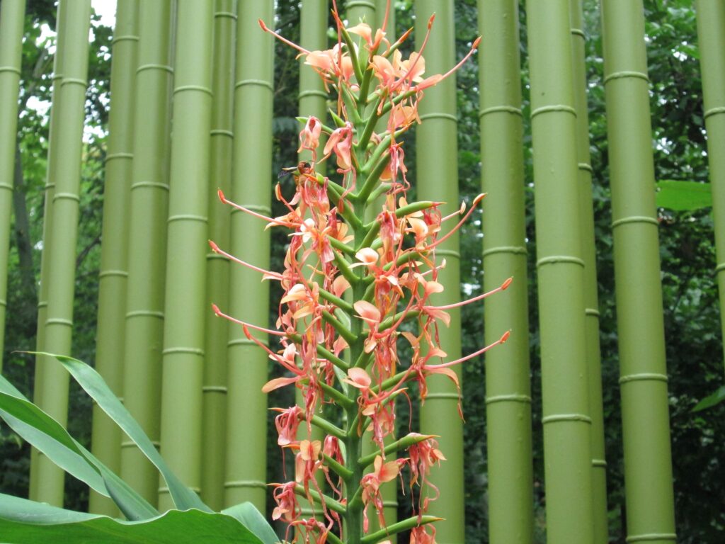 цветущий бамбук