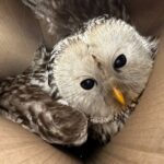 Птичка будет жить: в Петербурге спасли длиннохвостую неясыть